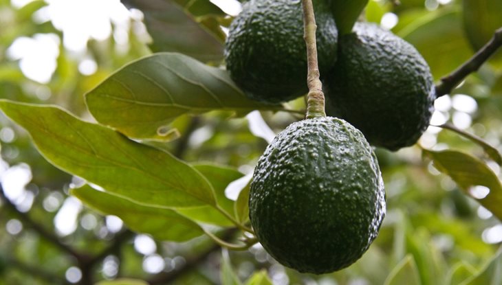 Cuatro razones que explican el buen momento del aguacate Hass colombiano