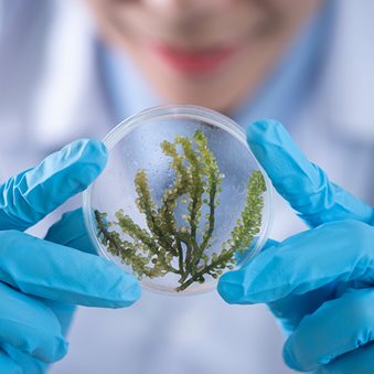 Se busca consultor para proyecto de encadenamientos productivos para sectores fitoterapéuticos, suplementos dietarios e ingredientes plantas medicinales