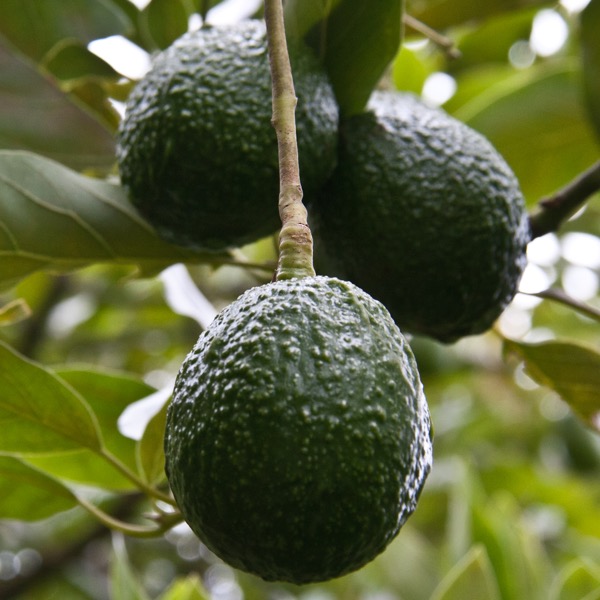 Aguacate Hass en china gracias a Agro Exporta