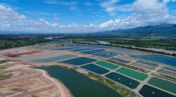 En noviembre llegará a Islandia la primera exportación de tilapia colombiana