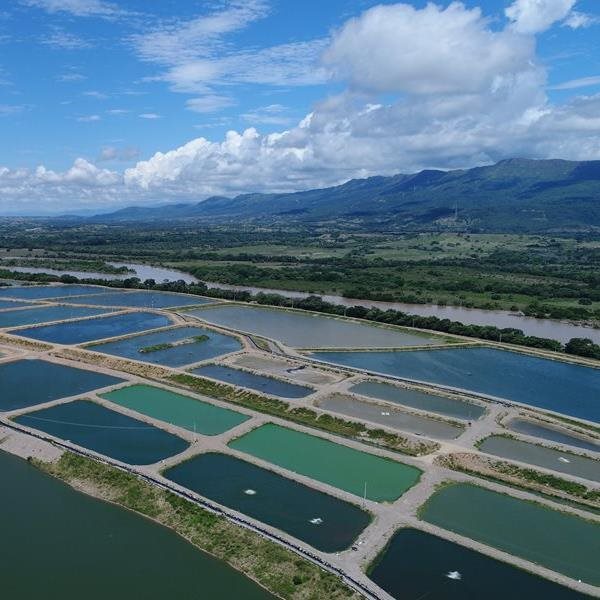 En noviembre llegará a Islandia la primera exportación de tilapia colombiana
