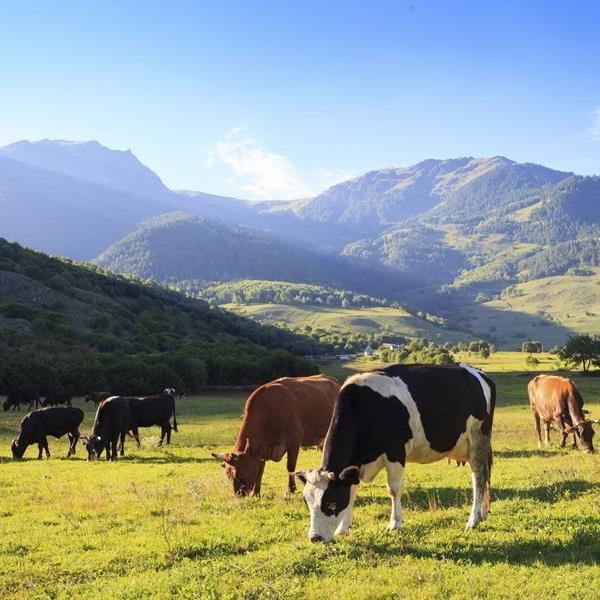 Alianza El Agro Exporta ayuda a elevar la calidad y comercialización de la carne y leche de Santander
